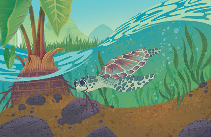 Jamie Tablason Illustration turtle in water
