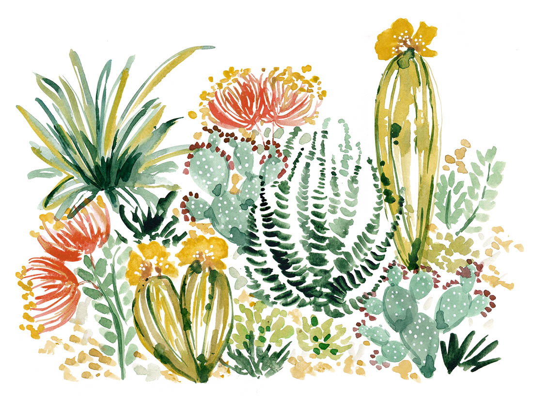 Sara Berrenson Illustration watercolor landscape succulents