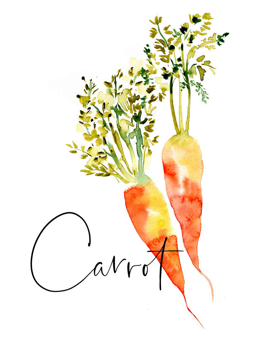 Sara Berrenson Illustration watercolor carrot