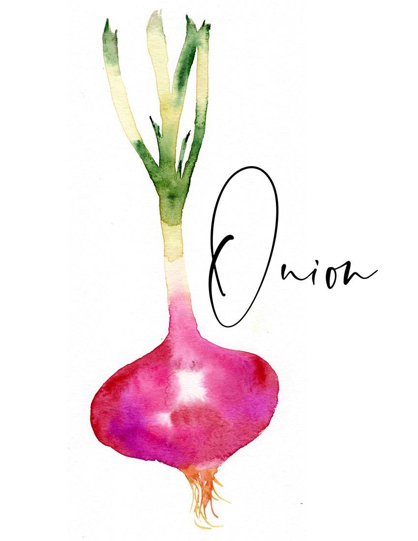 Sara Berrenson Illustration watercolor onion