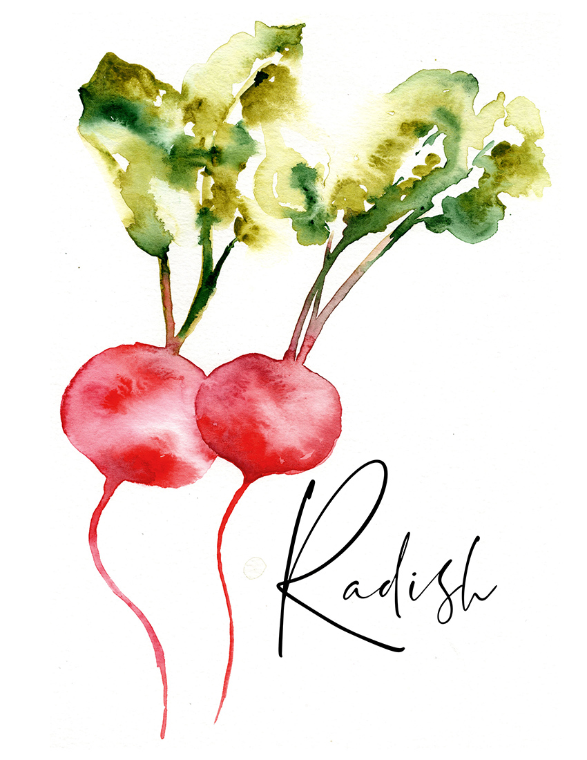 Sara Berrenson Illustration watercolor radish vegetable