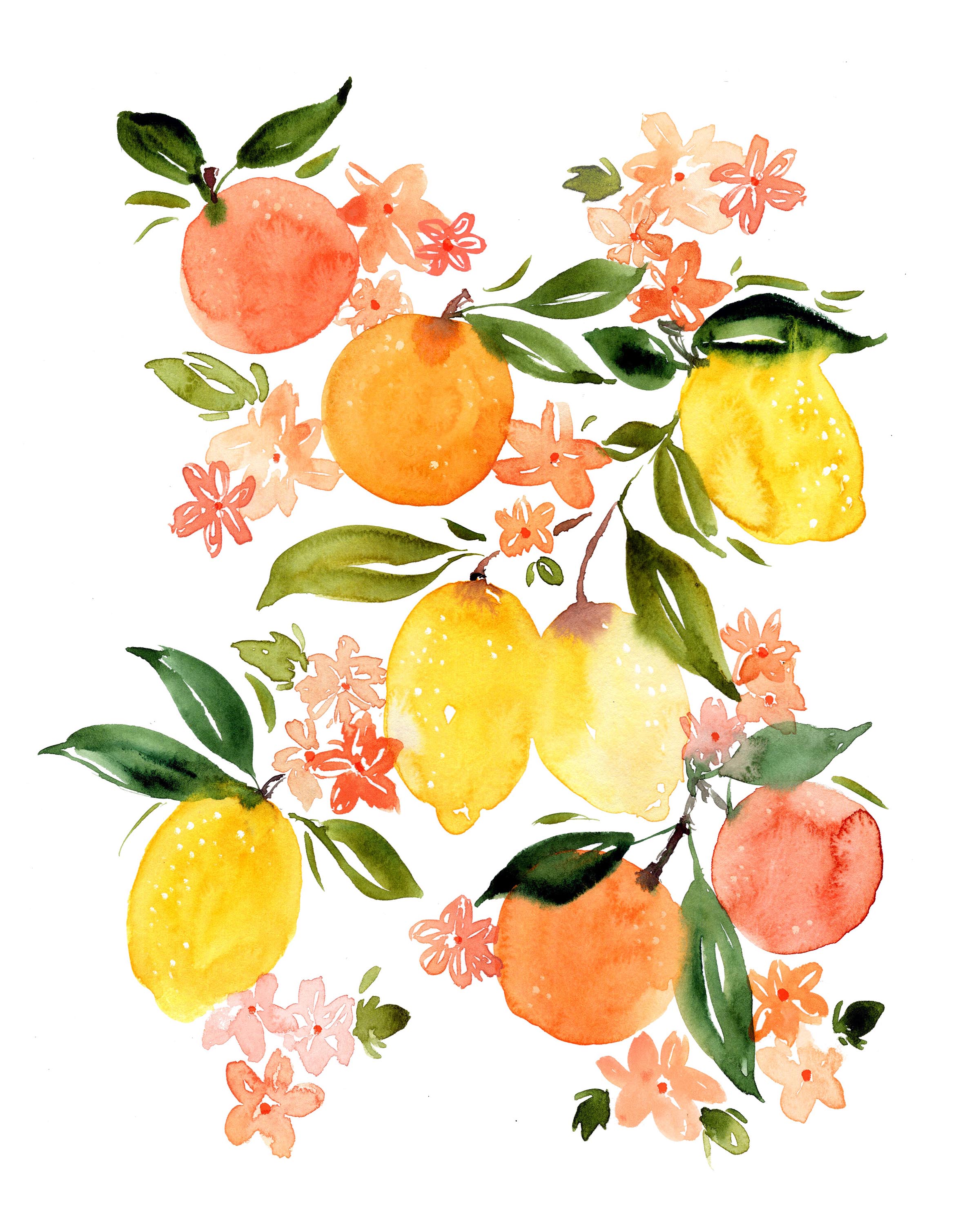 Sara Berrenson Illustration  watercolor oranges and lemons