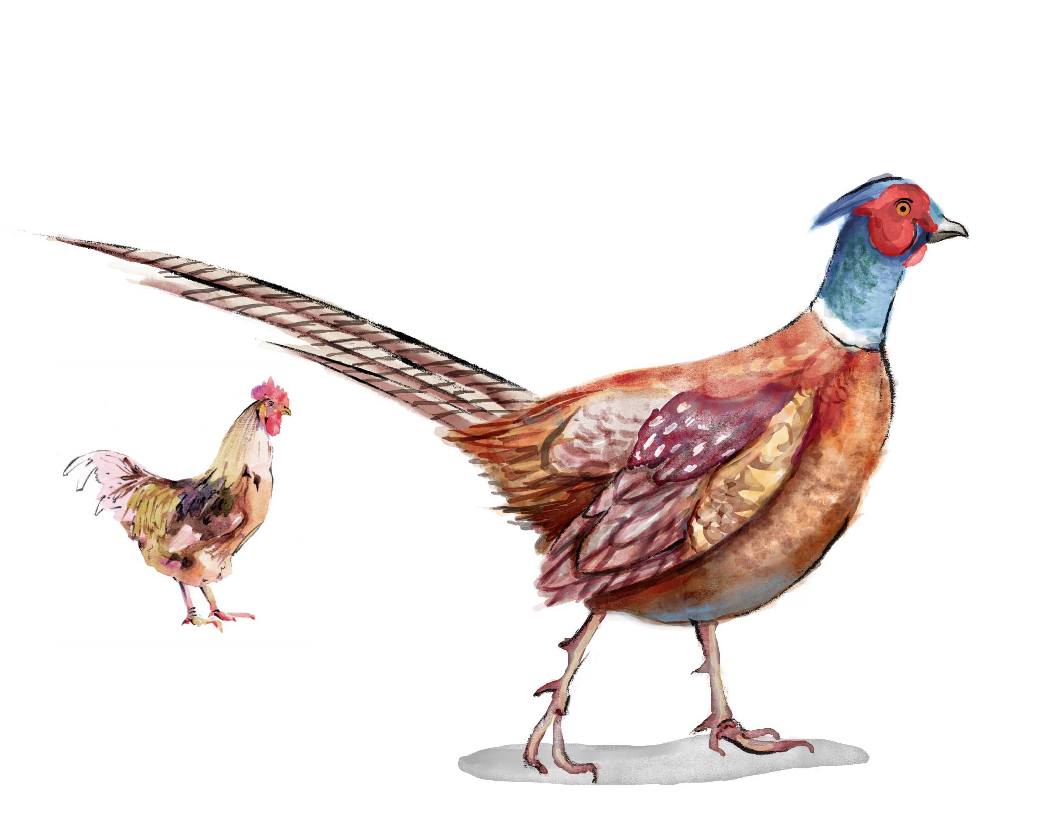Pam Wall Illustration pheasant bird watercolor